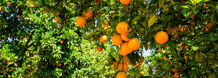 Agriculture Industry Communication Solutions